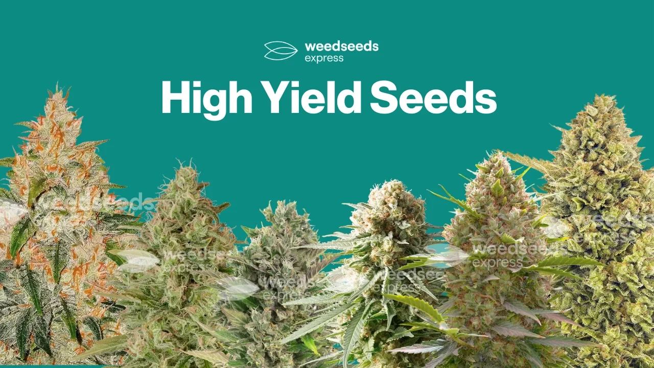 High Yield Cannabis Seeds
